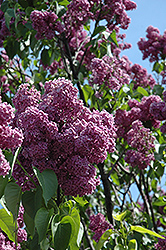 Etna Lilac (Syringa vulgaris 'Etna') at Lakeshore Garden Centres