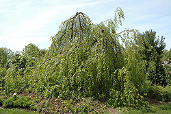 Weeping Beech (Fagus sylvatica 'Pendula') at Lakeshore Garden Centres