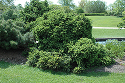 Tolleymore Spruce (Picea abies 'Clanbrassiliana') at Lakeshore Garden Centres