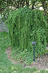 Weeping Japanese Larch (Larix kaempferi 'Pendula') at Lakeshore Garden Centres