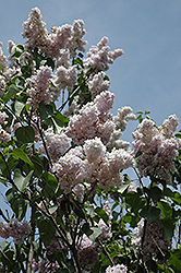 Marc Micheli Lilac (Syringa vulgaris 'Marc Micheli') at Lakeshore Garden Centres