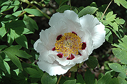 Joseph Rock Tree Peony (Paeonia suffruticosa 'Joseph Rock') at Lakeshore Garden Centres