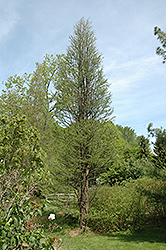 Prairie Sentinel Baldcypress (Taxodium distichum 'Prairie Sentinel') at Lakeshore Garden Centres
