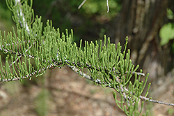 Prairie Sentinel Baldcypress (Taxodium distichum 'Prairie Sentinel') at Lakeshore Garden Centres