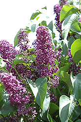 Roi Albert Lilac (Syringa vulgaris 'Roi Albert') at Lakeshore Garden Centres