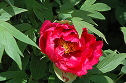 Buddha Red Tree Peony (Paeonia suffruticosa 'Buddha Red') at Lakeshore Garden Centres