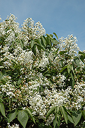 The Bride Lilac (Syringa x hyacinthiflora 'The Bride') at Lakeshore Garden Centres