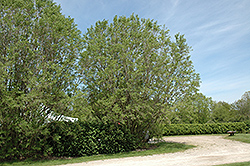 Fortune Fontanesia (Fontanesia fortunei) at Lakeshore Garden Centres