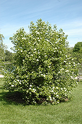 Jack's Viburnum (Viburnum x jackii) at Lakeshore Garden Centres