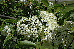 Jack's Viburnum (Viburnum x jackii) at Lakeshore Garden Centres