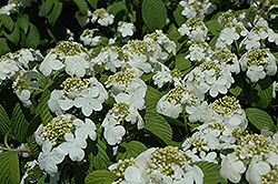 Newport Doublefile Viburnum (Viburnum plicatum 'Newzam') at Lakeshore Garden Centres
