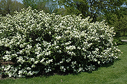 Grandiflorum Doublefile Viburnum (Viburnum plicatum 'Grandiflorum') at Lakeshore Garden Centres