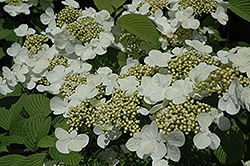 Rotundifolium Doublefile Viburnum (Viburnum plicatum 'Rotundifolium') at Lakeshore Garden Centres