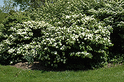 Leach's Compact Doublefile Viburnum (Viburnum plicatum 'Leach's Compact') at Lakeshore Garden Centres