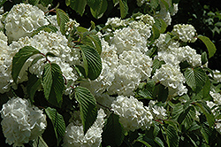 Leach's Compact Doublefile Viburnum (Viburnum plicatum 'Leach's Compact') at Lakeshore Garden Centres
