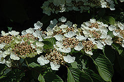Fireworks Doublefile Viburnum (Viburnum plicatum 'Fireworks') at Lakeshore Garden Centres