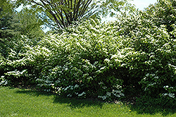 Fireworks Doublefile Viburnum (Viburnum plicatum 'Fireworks') at Lakeshore Garden Centres