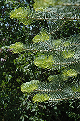 Rochester White Fir (Abies concolor 'Rochester') at Lakeshore Garden Centres