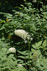 White Baneberry (Actaea pachypoda) at Lakeshore Garden Centres