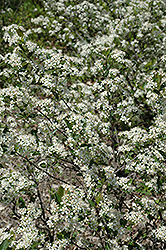 Iroquois Beauty Black Chokeberry (Aronia melanocarpa 'Morton') at Peter Knippel Garden Centre