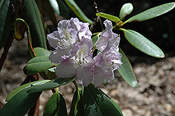 Blanche's Favorite Rhododendron (Rhododendron 'Blanche's Favorite') at Lakeshore Garden Centres