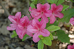 Pink Gem Azalea (Rhododendron 'Pink Gem') at Lakeshore Garden Centres