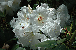 Dora Amateis Rhododendron (Rhododendron 'Dora Amateis') at Lakeshore Garden Centres