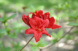 Gallipoli Azalea (Rhododendron 'Gallipoli') at Lakeshore Garden Centres