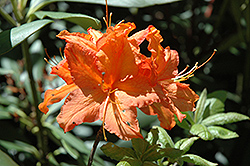 Firefly Azalea (Rhododendron 'Firefly') at Lakeshore Garden Centres