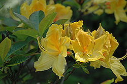 King Midas Azalea (Rhododendron 'King Midas') at Lakeshore Garden Centres