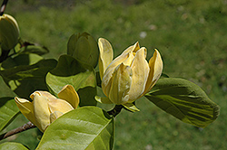 Brenda Magnolia (Magnolia acuminata 'Brenda') at Lakeshore Garden Centres