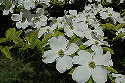 Rainbow Flowering Dogwood (Cornus florida 'Rainbow') at Lakeshore Garden Centres