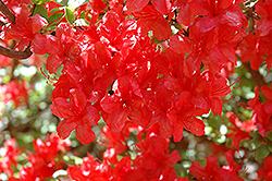 Aladdin Rhododendron (Rhododendron 'Aladdin') at Lakeshore Garden Centres