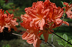 Peach Sunset Azalea (Rhododendron 'Peach Sunset') at Lakeshore Garden Centres