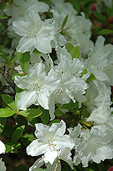 Snowball Azalea (Rhododendron 'Snowball') at Lakeshore Garden Centres