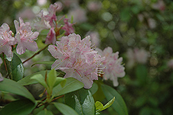 Windbeam Rhododendron (Rhododendron 'Windbeam') at Lakeshore Garden Centres