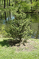 Jervis Hemlock (Tsuga canadensis 'Jervis') at Lakeshore Garden Centres