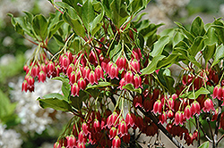Showy Lanterns Enkianthus (Enkianthus campanulatus 'Showy Lanterns') at Lakeshore Garden Centres