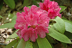 Boule de Rose Rhododendron (Rhododendron 'Boule de Rose') at Lakeshore Garden Centres