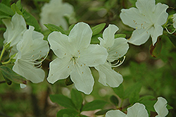 Kathy Azalea (Rhododendron 'Kathy') at Lakeshore Garden Centres