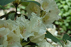 Goldsworth Yellow Rhododendron (Rhododendron 'Goldsworth Yellow') at Lakeshore Garden Centres