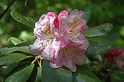 Peter Vermeulen Rhododendron (Rhododendron 'Peter Vermeulen') at Lakeshore Garden Centres