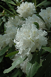 Boule de Neige Rhododendron (Rhododendron 'Boule de Neige') at Lakeshore Garden Centres