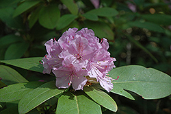 Lavender Queen Rhododendron (Rhododendron 'Lavender Queen') at Lakeshore Garden Centres