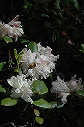 Wyanoke Rhododendron (Rhododendron 'Wyanoke') at Lakeshore Garden Centres