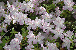 Madame Butterfly Azalea (Rhododendron 'Madame Butterfly') at Lakeshore Garden Centres
