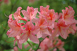 Peach Abbott Azalea (Rhododendron 'Peach Abbott') at Lakeshore Garden Centres