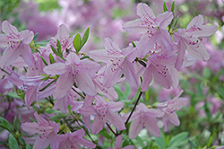 Mildred Mae Azalea (Rhododendron 'Mildred Mae') at Lakeshore Garden Centres