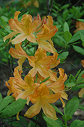 Japanese Azalea (Rhododendron japonicum) at Lakeshore Garden Centres