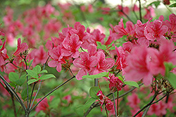 Betty Rhododendron (Rhododendron 'Betty') at Lakeshore Garden Centres